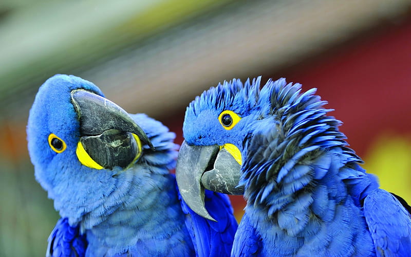 parrot beak a pair of-Animal, HD wallpaper