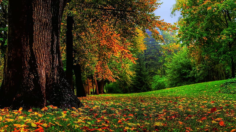 Yellow Brown And Green Leafed Trees During Daytime Nature, HD wallpaper