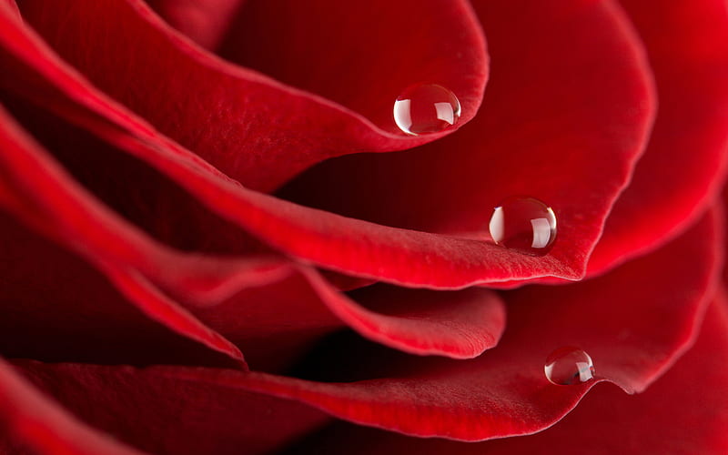 Red Rose, red, lovely, rose, bonito, drops, roses, dew on a rose, tears rose, droplets, flower, flowers, beauty, nature, HD wallpaper