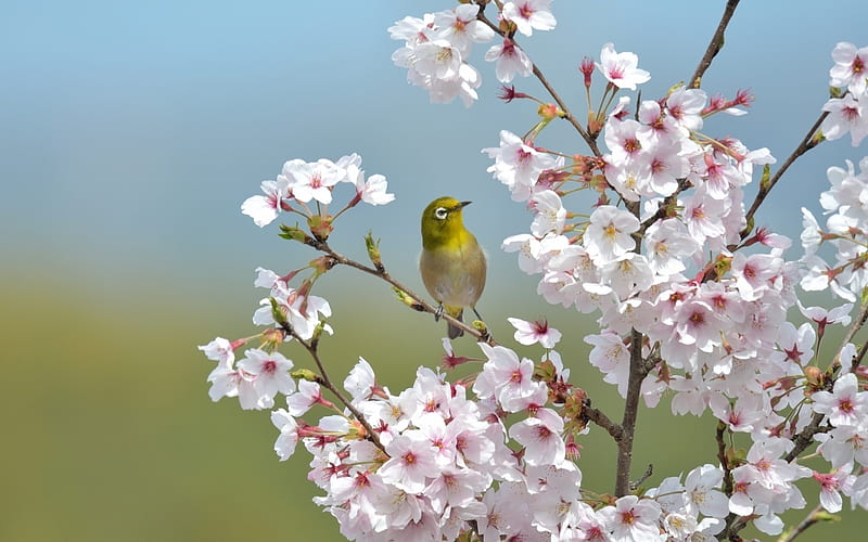 Japanese White-eye, tree, bird, chery, blooms, HD wallpaper