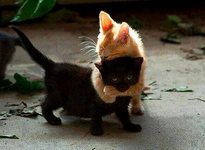 Kitten hug, black, whiskers, ginger, tabby, HD wallpaper