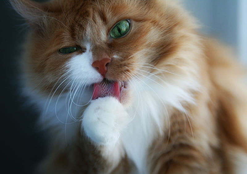 licking cat, fluffy, green eyes, paw, tongue, HD wallpaper