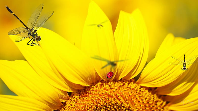 Sunflower and Friends, autumn, yellow, sunny, Firefox Pesona theme, ladybug, gold, sunflowers, dragonflies, summer, flowers, sunshine, theme, HD wallpaper