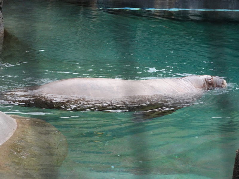 Walrus at the Zoo, zoo, Water, walrus, swim, HD wallpaper