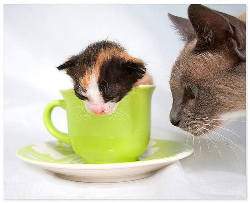 cute teatime, cute, teatime, cats, animals, HD wallpaper