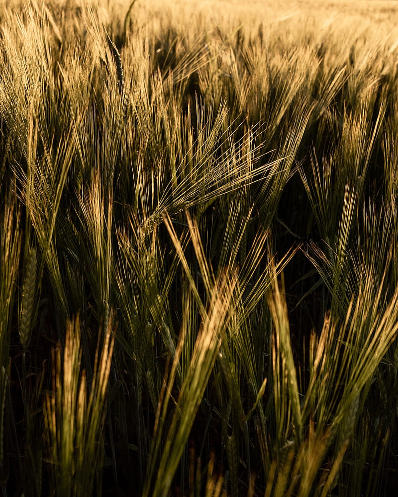 ears, grasses, field, dry, plant, HD phone wallpaper