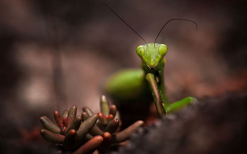 Insects, Animal, Praying Mantis, HD wallpaper