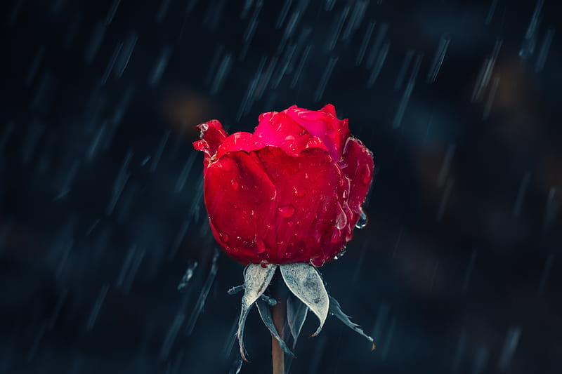 rose, rain, drops, moisture, red, HD wallpaper