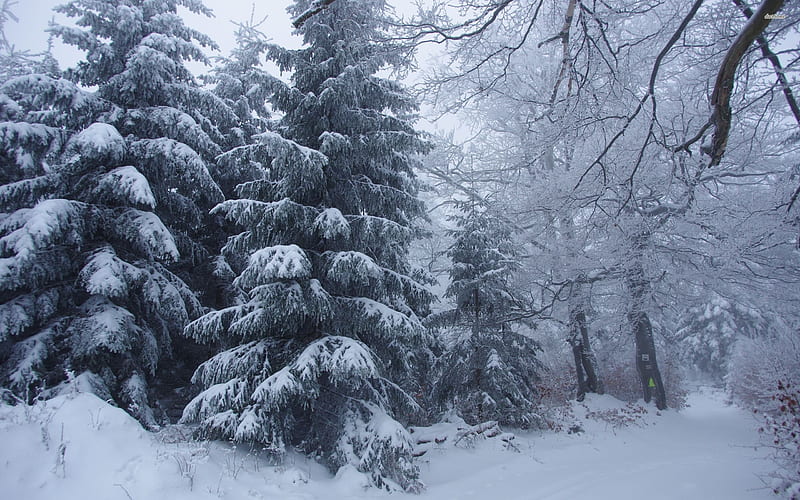 winter, snowy forest, snow, trees, beautiful winter landscape, HD wallpaper