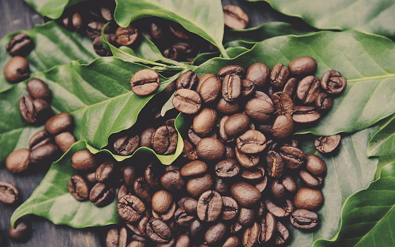 coffee beans, coffee green leaves, coffee concepts, grains, HD wallpaper