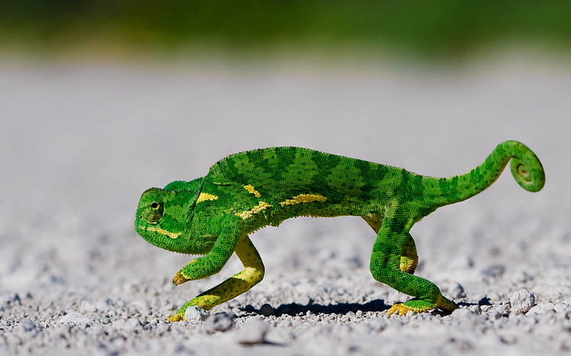 Green Gecko, HD wallpaper