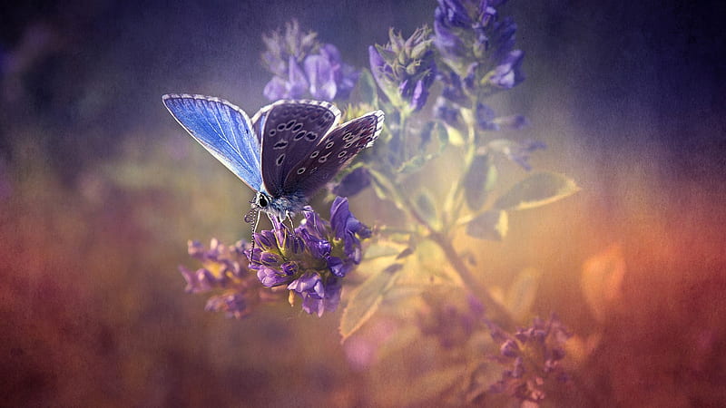 Blue Black White Dotted Butterfly On Purple Color Flowers Butterfly, HD wallpaper