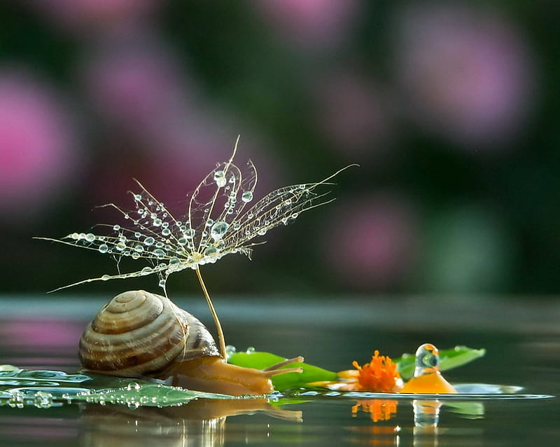 Mr snail and his lover, Water, Family, Snail, Leaves, Water drops, HD wallpaper