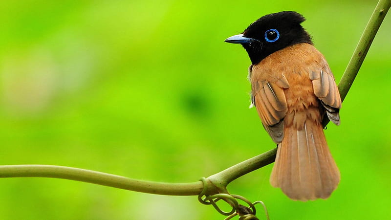 Black Brown Blue Eyes Bird Is Standing On Plant Stalk In Green Background Birds, HD wallpaper