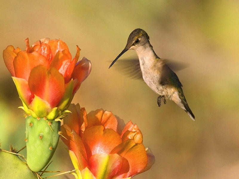 Dulces opciones, flores, colibrí, pájaro, naranja, Fondo de pantalla HD |  Peakpx