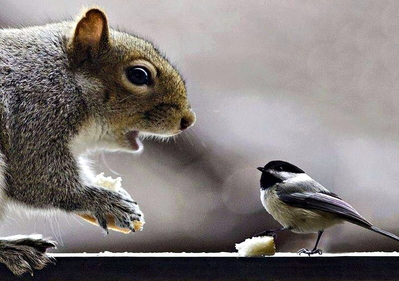 You Want More?, Paws, Black, Bread, White, Bird, Animals, Squirrels, HD wallpaper