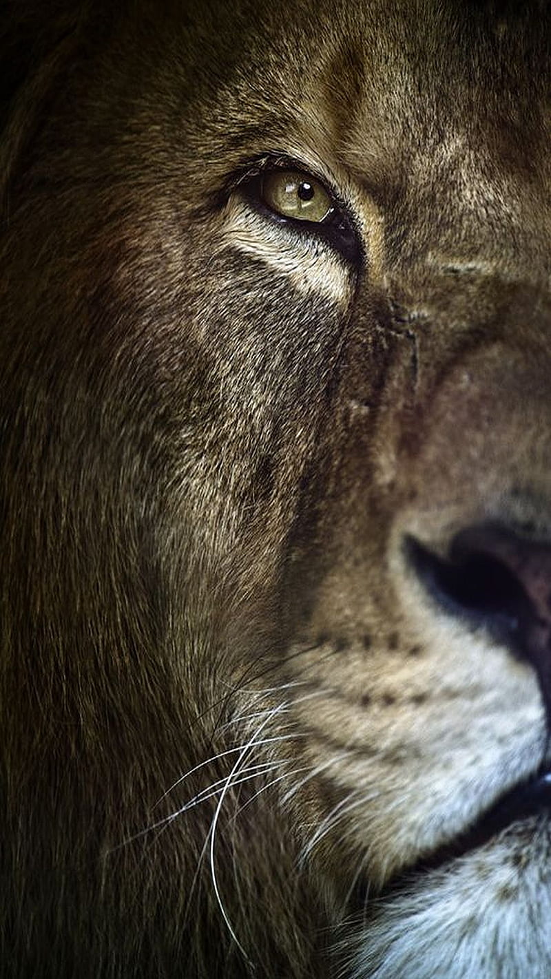 lion stare, HD phone wallpaper