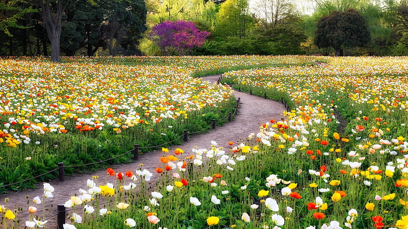 Colorful Poppy Flowers Field Garden Spring, HD wallpaper
