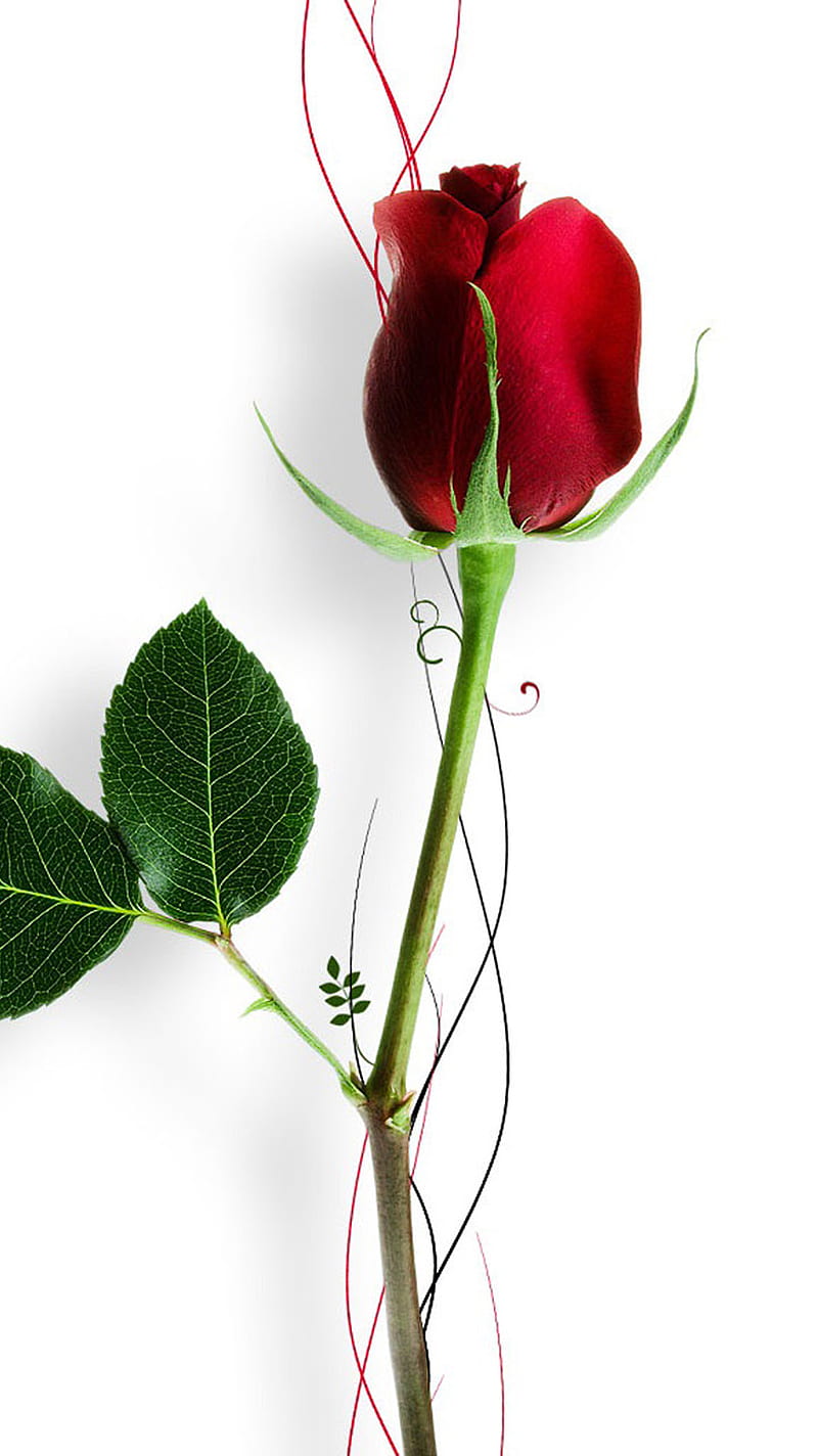 Rose For You, cute, feelings, love, HD phone wallpaper