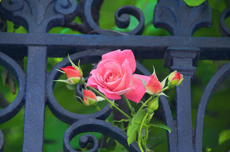 A Rose From Venice, gate, rose, flower, iron, pink, HD wallpaper