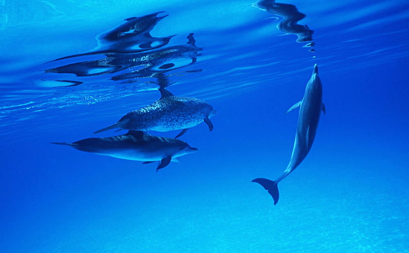 delfines, water, blue, juego, HD wallpaper