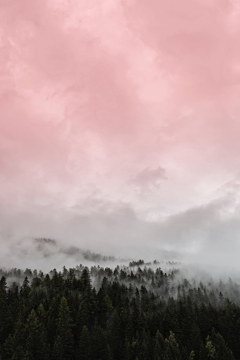 Khu rừng sương mù có một vẻ đẹp rất lãng mạn và huyền ảo. Nếu bạn yêu thích sự kết hợp của màu hồng và vẻ đẹp của khu rừng sương mù, thì chắc chắn bạn sẽ không muốn bỏ qua những hình nền điện thoại HD màu hồng khu rừng sương mù của chúng tôi.