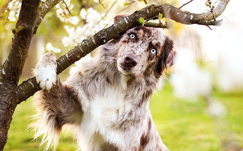 Aussie, fluffy dog, spring, Australian Shepherd, cute animals, dogs, Australian Shepherd Dog, HD wallpaper