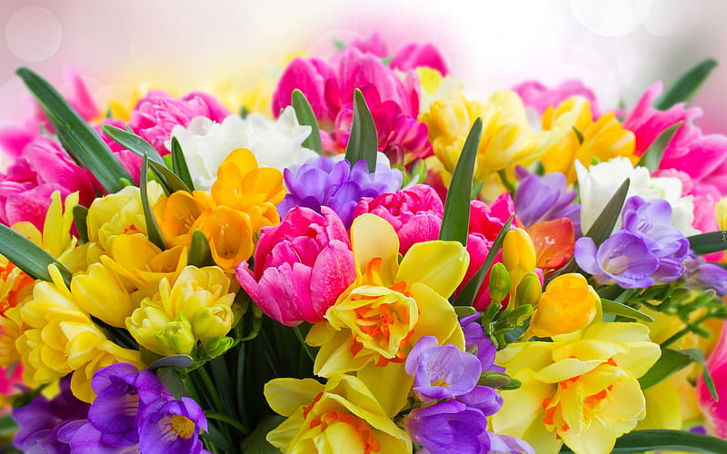 pink tulips, spring flowers, daffodils, tulips, sia, floral background, HD wallpaper