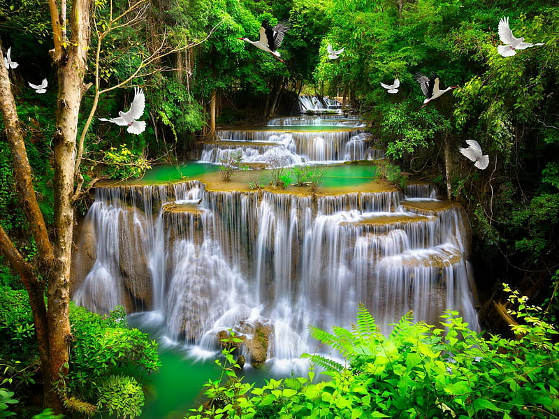 Waterfall in paradise, forest, exotic, cascades, paradise, summer, waterfall, birds, trees, bonito, HD wallpaper