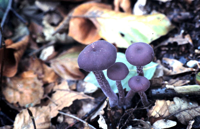 Violet Fungus, fungus, mushroom, aytum, boletus, natuure, forrest, HD wallpaper