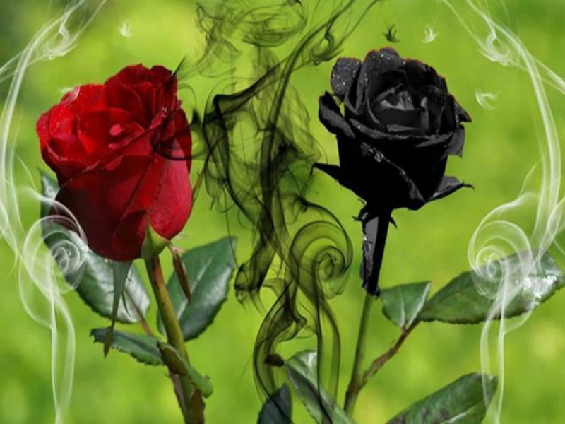 Rosas negras y rojas, negras, rojas, jardines, rosas, flores, Fondo de  pantalla HD | Peakpx