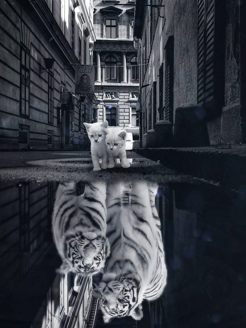When little cats..., GEN_Z__, alley, black and white, cats, city, cute, digitalmanipulation, domestic animals, family brothers, friendship, kittens, mirror, puddle, reflection, tigers, together, town, urban, water, white cat, white cats, white tiger, white tigers, wild animals, HD phone wallpaper