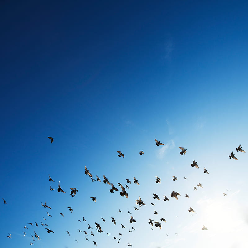 flock of bird flying in sky, HD phone wallpaper
