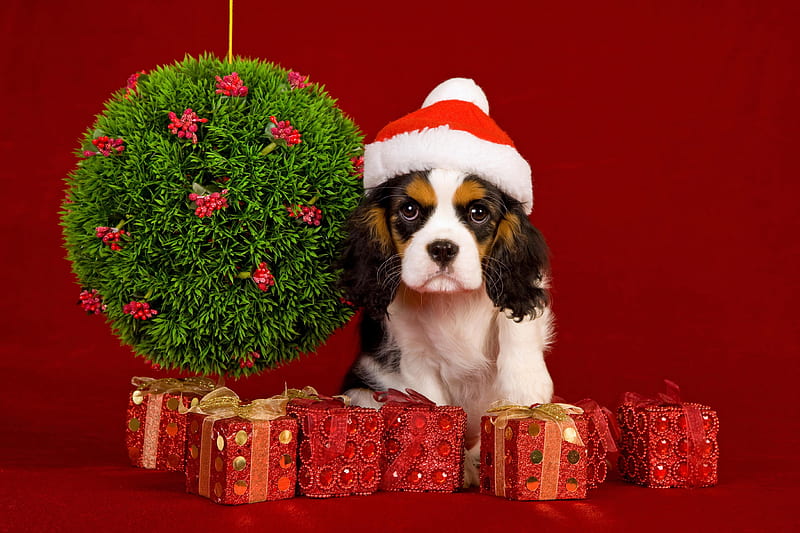 Christmas Dog, pretty, box, adorable, magic, xmas, sweet, puppies, magic christmas, beauty, face, dog, lovely, holiday, christmas, ribbon, new year, gift, cute, paws, merry christmas, balls, eyes, white, dogs, gifts, red, bow, bonito, dog face, ball, puppy, animals, colors, happy new year, hat, HD wallpaper