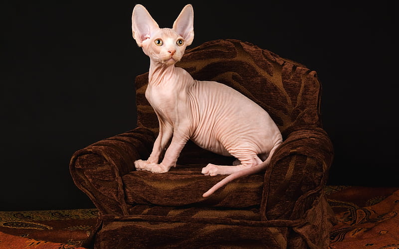Sphynx cat, hairless cat, pets, cute animals, breeds of hairless cats, HD wallpaper