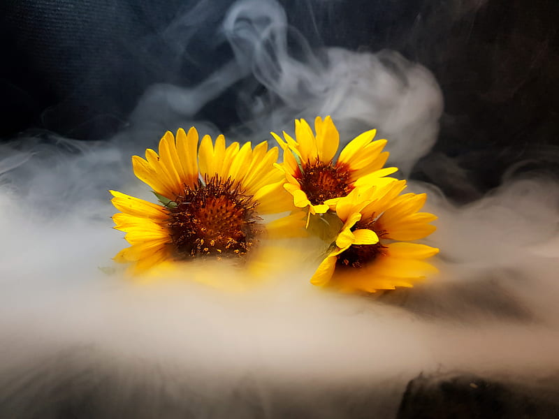 Yellow wildflowers, flower, fog, season, smoke, studio, sun, sunflower, sunflowers, HD wallpaper