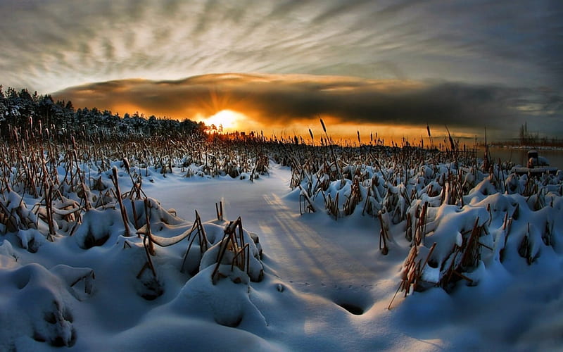 Sunset on a Snowy Marsh, Snow, Marsh, Cattails, Sunset, HD wallpaper