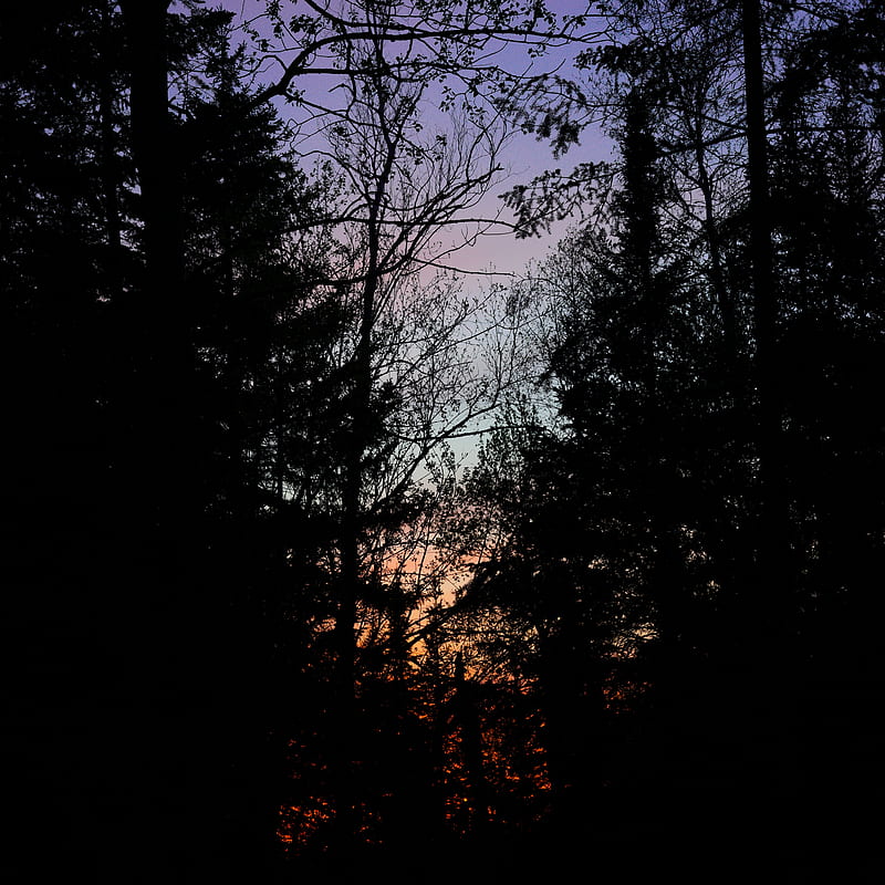 trees, branches, sunset, dark, forest, HD phone wallpaper