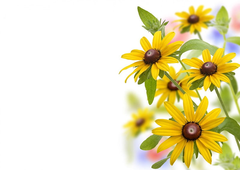Daisy flowers, border, flower, yellow, nature, daisy, HD wallpaper