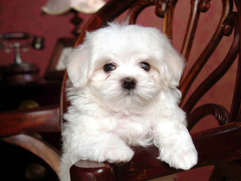 White Dog On Chair, Cute, Chair, Pupy, Dog, Hd Wallpaper 