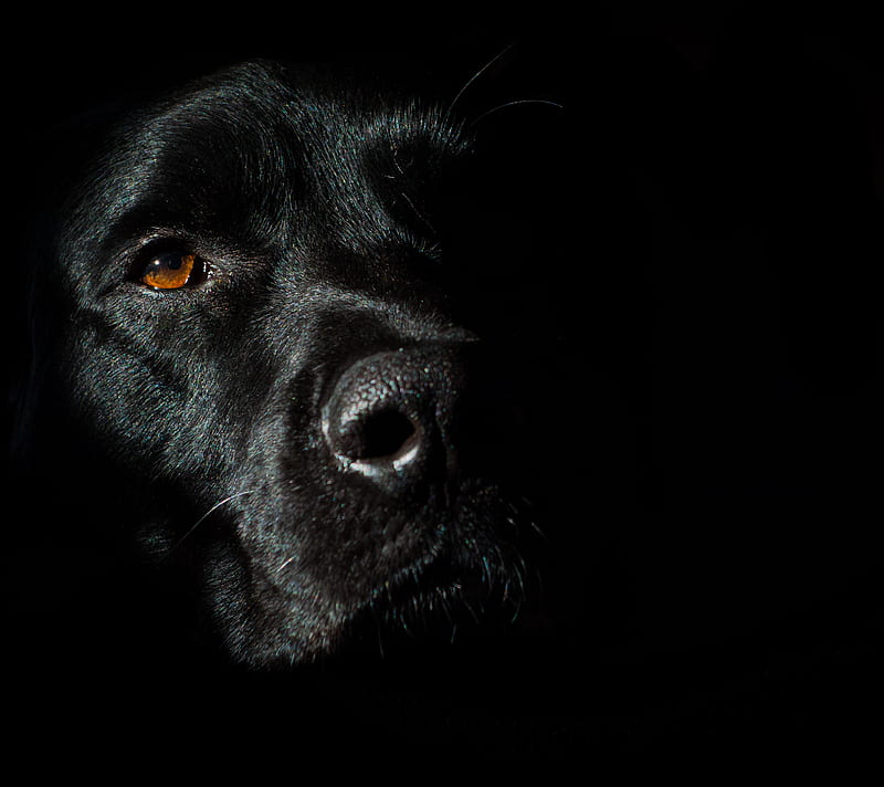 black-elegance-dog-shadow-elegance-hd-wallpaper-peakpx