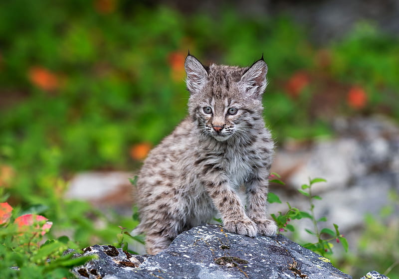 Cats, Lynx, Baby Animal, Cub, Wildlife, HD wallpaper