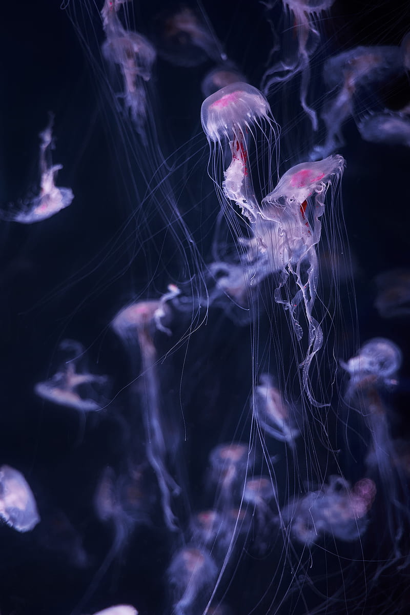 jellyfish, tentacle, water, bonito, dark, HD phone wallpaper