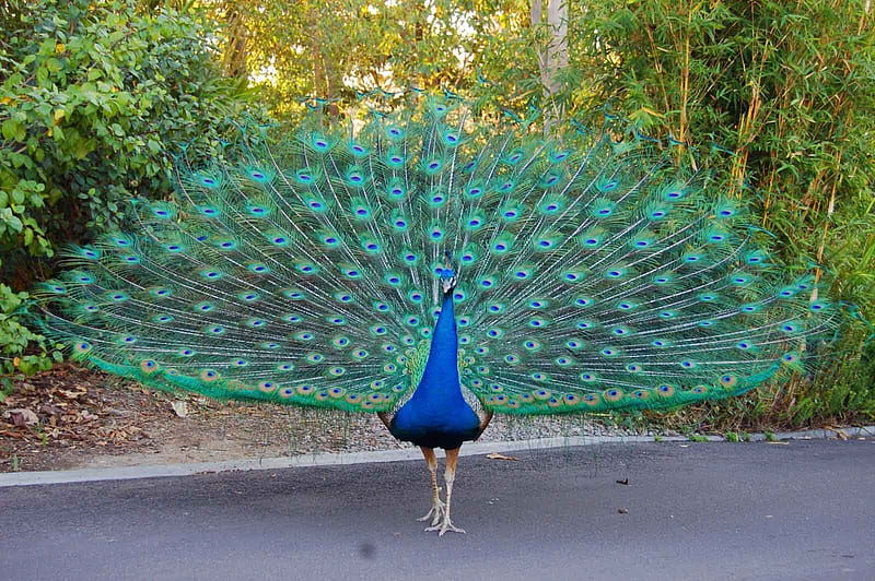 beautiful peacock, peacock, the, beauty, road, HD wallpaper