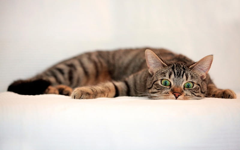 Cat Look, cute, relaxed, striped, cat, staring, looking, HD wallpaper