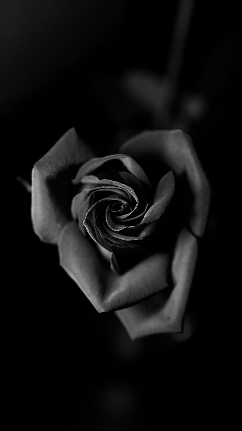 Dark Black Rose, dark black, rose, flower, HD phone wallpaper | Peakpx