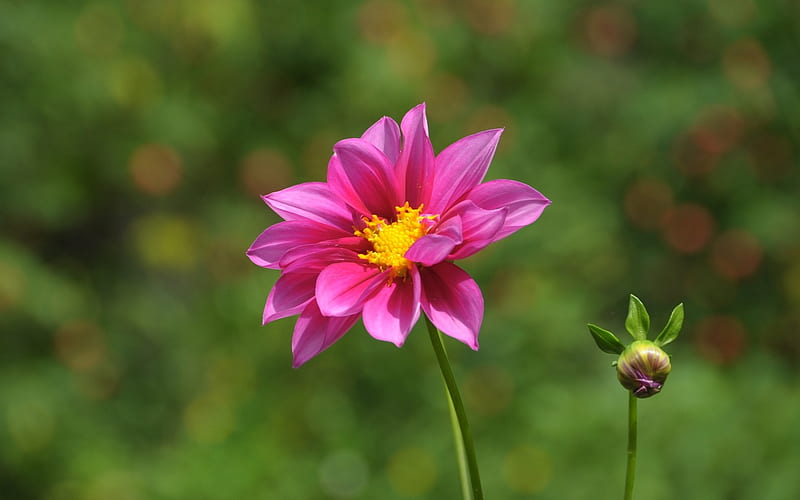Dahlia, flower, nature, pink, HD wallpaper