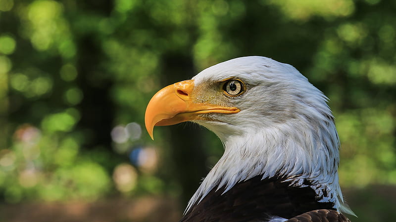 Brown And White Color Eagle With Yellow Nose Birds, HD wallpaper