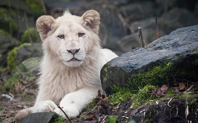 albino lion white eyes-wild animals, HD wallpaper