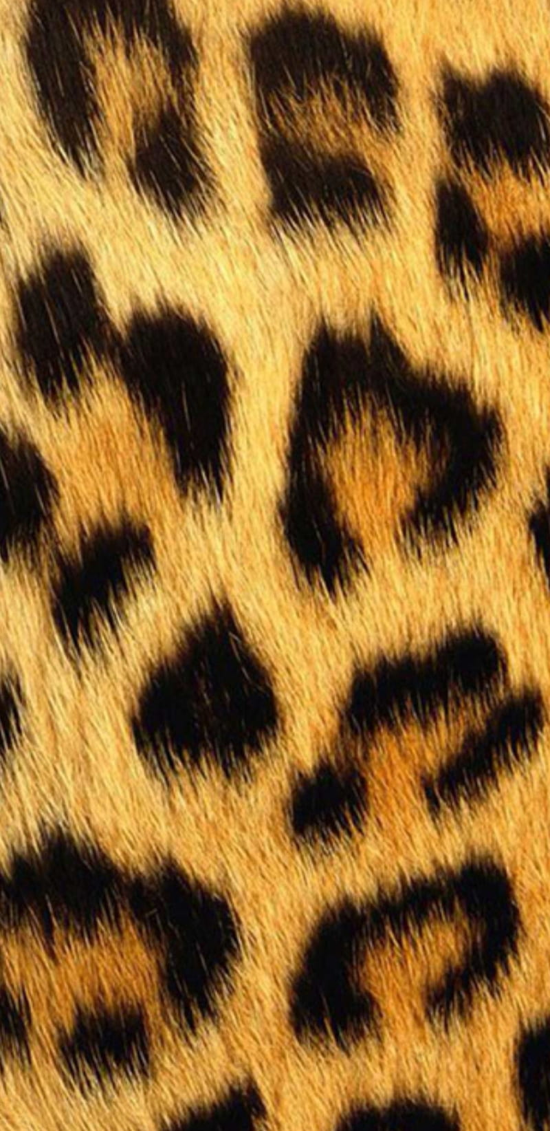 Animal, leopard, print, black, skin, gold, HD phone wallpaper | Peakpx